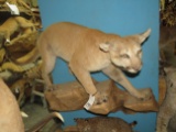 LIFESIZE MOUNTAIN LION TAXIDERMY