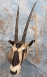 GEMSBOK SH MT  TAXIDERMY