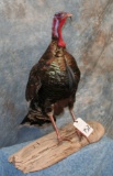 LIFESIZE STANDING TURKEY TAXIDERMY