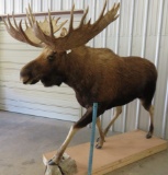 LIFESIZE MOOSE TAXIDERMY