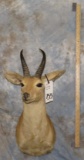 REEDBUCK SH MT TAXIDERMY