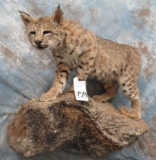 LIFESIZE BOBCAT TAXIDERMY