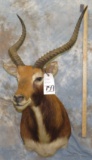 BLK LECHWE SH MT TAXIDERMY