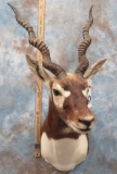 BLACKBUCK SH MT TAXIDERMY