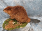 Lifesize Beaver  TAXIDERMY