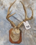 B&C RECORD BOOK JACK - A - LOPE TAXIDERMY