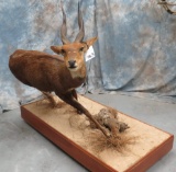 LIFESIZE BUSHBUCK