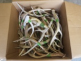 BOX OF 30LBS OF ANTLERS  TAXIDERMY