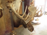 XXL MOOSE SH MT TAXIDERMY