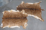 2 AXIS HIDES (2X$) TAXIDERMY