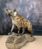 BIG LIFESIZE HYENA  TAXIDERMY