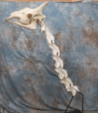 VERY COOL ARTICULATED GIRAFFE SKULL & NECK  TAXIDERMY