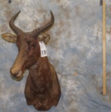 TSESSEBE SH MT TAXIDERMY