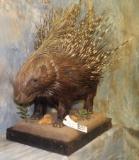 LIFESIZE AFRICAN PORCUPPINE TAXIDERMY