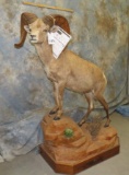 LIFESIZE RECORD BOOK DESERT BIGHORN TAXIDERMY