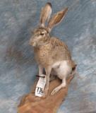 NEW TEXAS JACK RABBIT LIFE SIZE