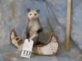 CUTE POSSUM IN A CANOE TAXIDERMY