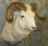 WHITE DALL SHEEP SH MT TAXIDERMY