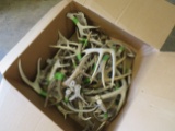 BOX OF 30LBS OF ANTLERS  TAXIDERMY