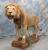 LIFESIZE AFRICAN LION (TX RES) TAXIDERMY