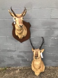 2 PRONGHORN ANTELOPE SH MTS TAXIDERMY (2X$)