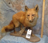 FULL BODY RED FOX TAXIDERMY