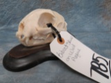 BOBCAT SKULL ON WOODEN PLAQUE TAXIDERMY
