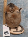 LIFESIZE GOPHER