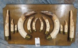 REALLY NICE FULL SET OF HIPPO TEETH ON DISPLAY (ONE $) TAXIDERMY