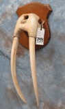 WALRUS TUSK ON SKULL PLATE (US RES)