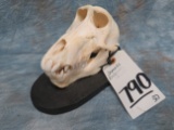 FEMALE BABOON SKULL ON WOODEN PLAQUE  TAXIDERMY