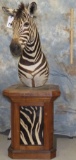 BEAUTIFUL ZEBRA PED TAXIDERMY