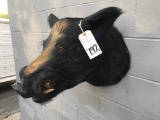 MEAN LOOKING WILD BOAR SH MT TAXIDERMY