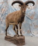 LIFESIZE BLUE SHEEP ON ROCK BASE TAXIDERMY