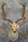 FALLOW SH MT TAXIDERMY
