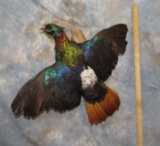 HIMILAYAN MONAL MT TAXIDERMY