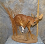 FULL BODY GRYSBOK TAXIDERMY