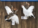 2 MUSEUM QUALITY PTARNIGAN BIRDS (2X$)