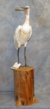 SPOONBILL STORK FROM NEW ZEALAND TAXIDERMY