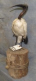 BLACK HEADED IBIS TAXIDERMY