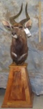 BEAUTIFUL NYALA PED MT TAXIDERMY