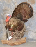 LIFESIZE STANDING TURKEY TAXIDERMY