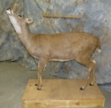 LIFESIZE MULE DEER DOE TAXIDERMY
