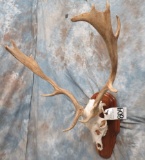 FALLOW DEER SKULL TAXIDERMY