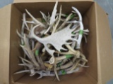 BOX OF 30LBS OF ANTLERS  TAXIDERMY