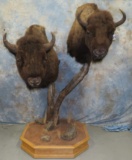 2 BUFFALO PED MT (ONE$) TAXIDERMY