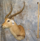 KAFUE LECHWE TAXIDERMY