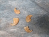 4 TIGER CLAWS (4x$) (TX RES)  TAXIDERMY