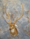 AXIS DEER SH MT IN VELVET TAXIDERMY