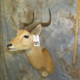WESTERN KOB SH MT TAXIDERMY